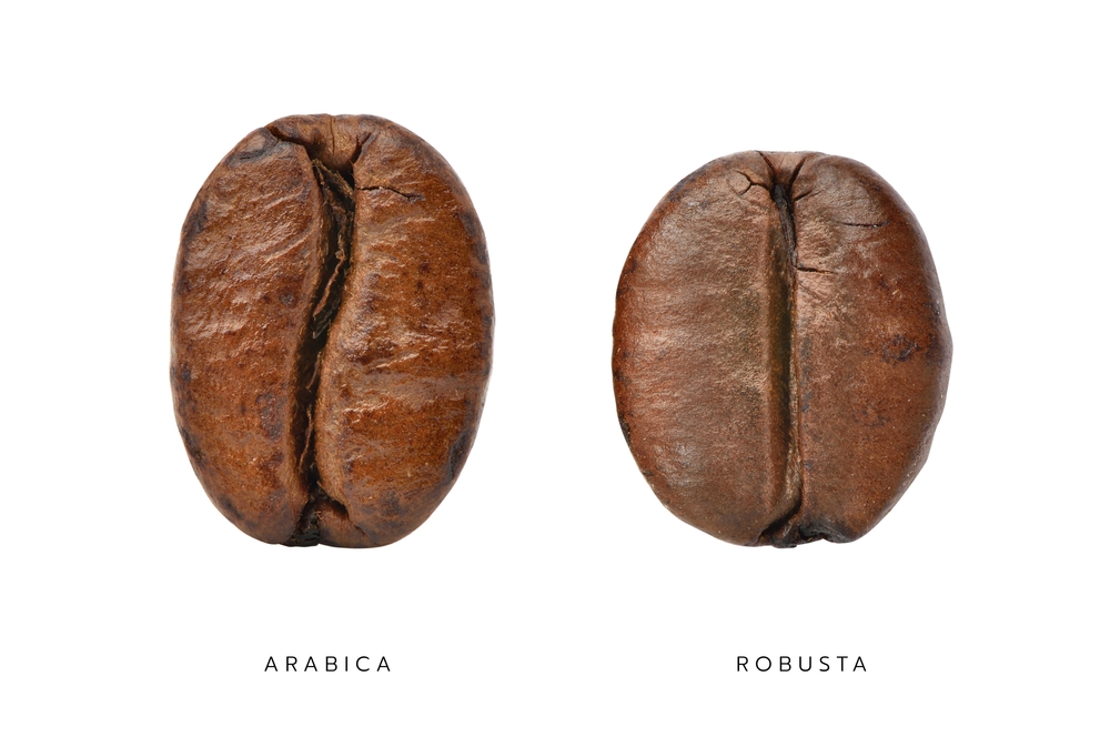 Arabica vs Robusta 咖啡豆外型比較