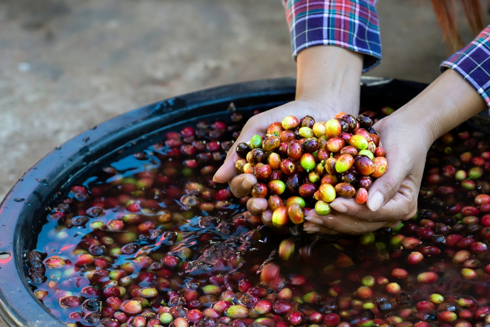 咖啡櫻桃水洗處理法實景
